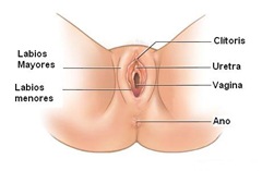 vagina2