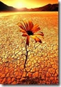 flor_en_el_desierto