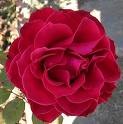 [rosa roja[4].jpg]