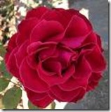rosa roja