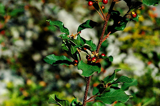 DSC_7461.JPG