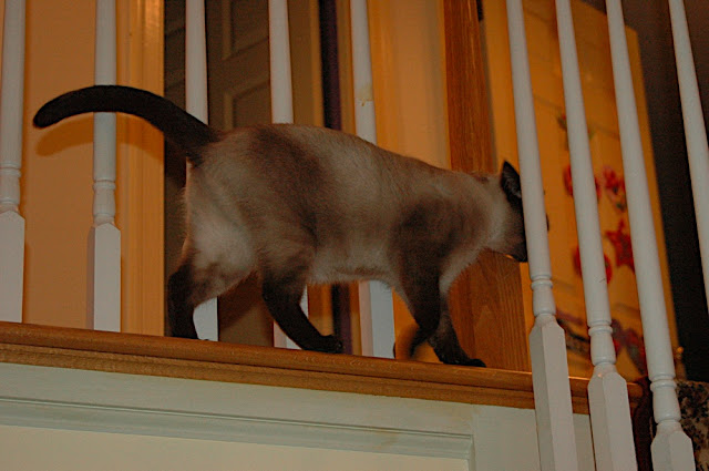DSC_8224.JPG