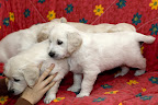 foto32/