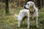 foto4/