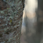 IMG_1153.JPG