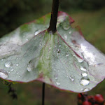IMG_3693.JPG