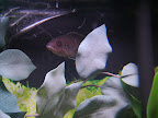 The 4th cichlid (it'll have a yellow crest in a while) (il aura une crête jaune dans quelques temps)