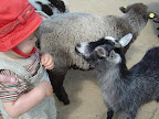 Xavier à la petite ferme du zoo St-Edouard