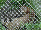 Cougar