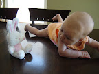 Hello bunny