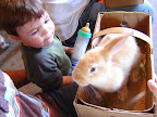 Xavier et son lapin à lui / Xavier and his very own rabbit