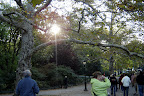 Un platane, arbre importé d'Europe. / Plane tree imported from Europe.
