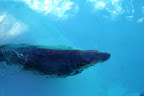 Phoque / Seal