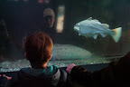 Xavier regarde les gros poissons / Xavier watching big fish
