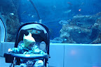 Orléane dans l'océan / Orly in the big ocean