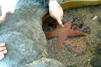 Xavier ne veut pas toucher l'étoile, mais il aime bien regarder. / Xavier won't touch the star, but he'll willingly watch