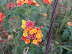 DSCF7194.JPG