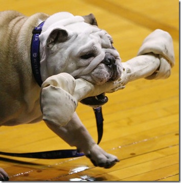 bulldogs_thumb%5B1%5D.jpg