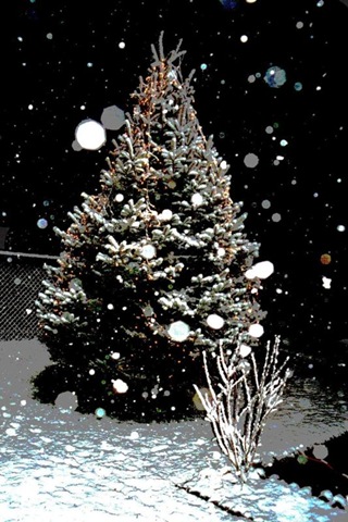 [tree and snow[3].jpg]