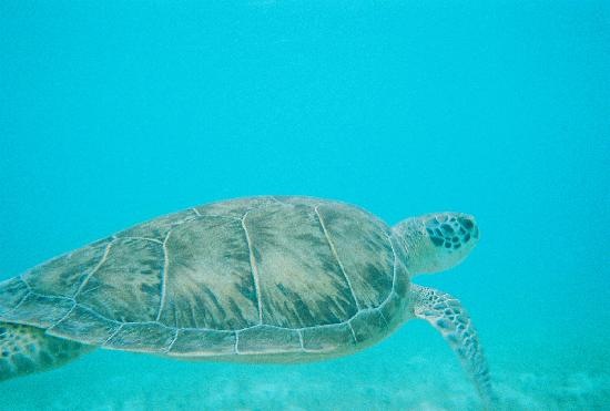 [snorkeling-with-the-sea[2].jpg]