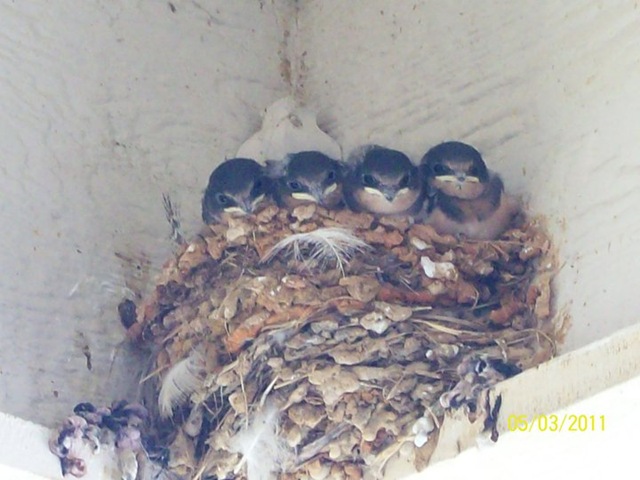 [Birds 2011[2].jpg]