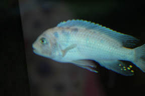  &ndash; 06-Mar-2010