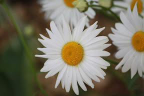  &ndash; 10-Jun-2009