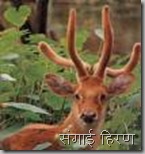 Sangai Sangai