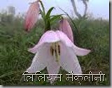 Lilium mackliniae Lilium mackliniae