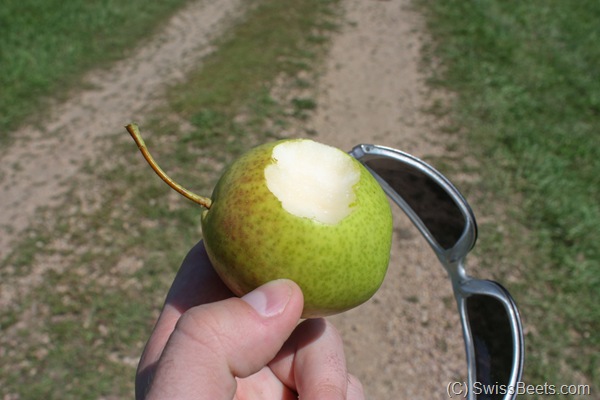 Asian Pear & European Pear Cross