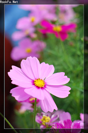2009 flower show