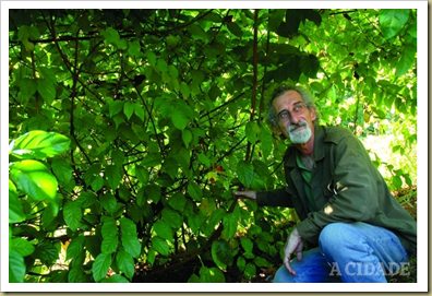 Cipó de Ribeirão Pelicano, em foto de 2008, mostra a produção local da planta