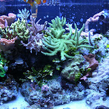 40 Gallon SPS