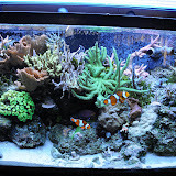 40G reef Jan 2009