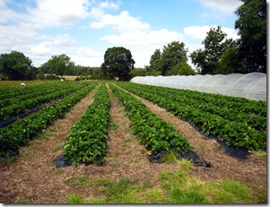 sreawberry fields