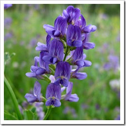 IMG_3365 IMG_3365