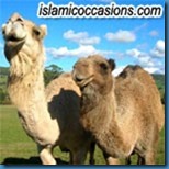 camel camel
