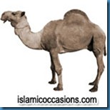 camel1 camel1