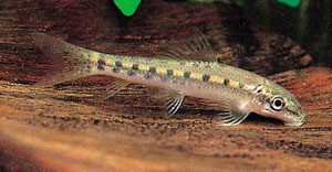 [algae-eater[2].jpg]
