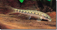 algae-eater