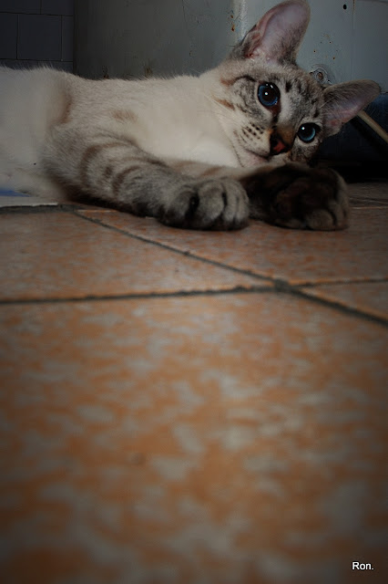 DSC_9001.jpg