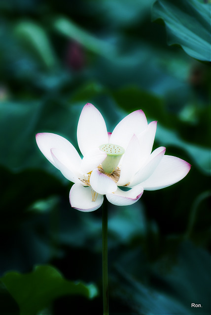 DSC_1266.jpg