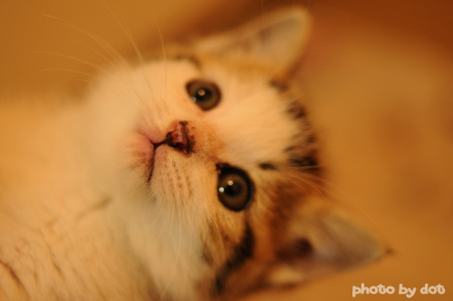 cute kitten cute kitten