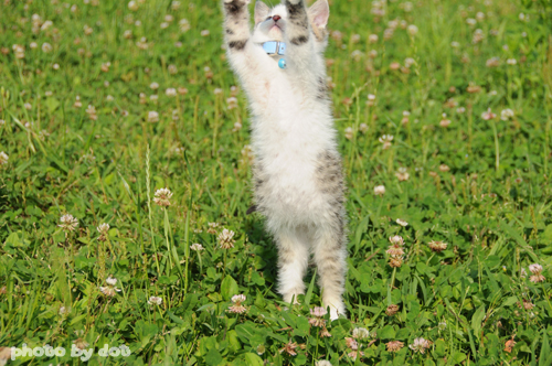 cute kitten jumping to catch a toy cute kitten jumping to catch a toy