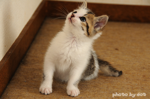 cute kitten cute kitty cat pic