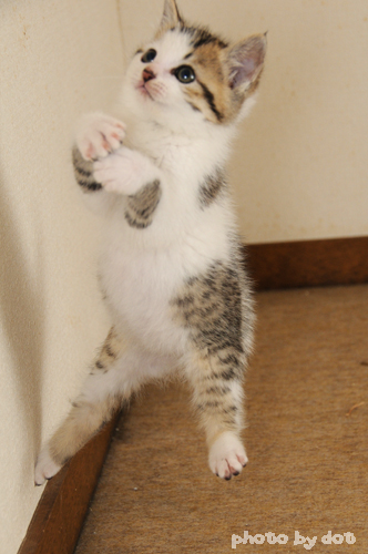 cute kitten jumping cute kitten jumping