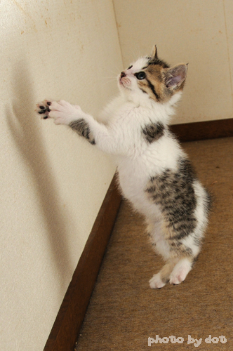 cute kitten jumping cute kitten jumping