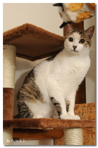 cute cat all grown up cute cat all grown up