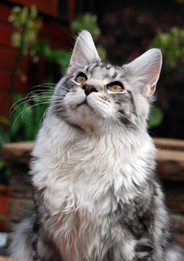 cute cat beautiful maine coon cat