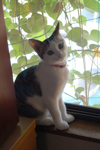cute kitten